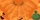 Pumpkin Clicker